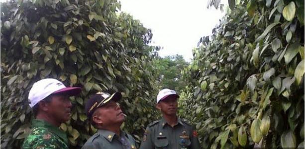 PENGUMUMAN Kelulusan Seleksi CPNS THL-TBPP Kementerian Pertanian Kab. Bangka Tahun 2017